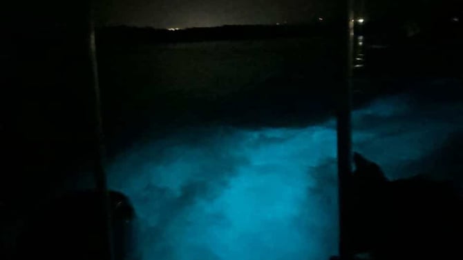 Falmouth Mystic Luminous Lagoon Tour: A Magical Night Tour