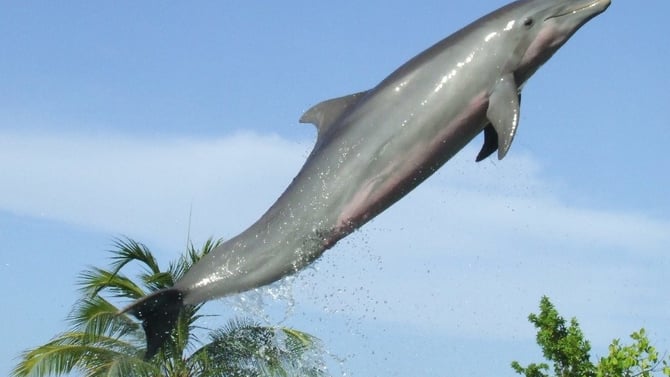 Dolphin Cove Jamaica Trip Review: A Top Ocho Rios Attraction