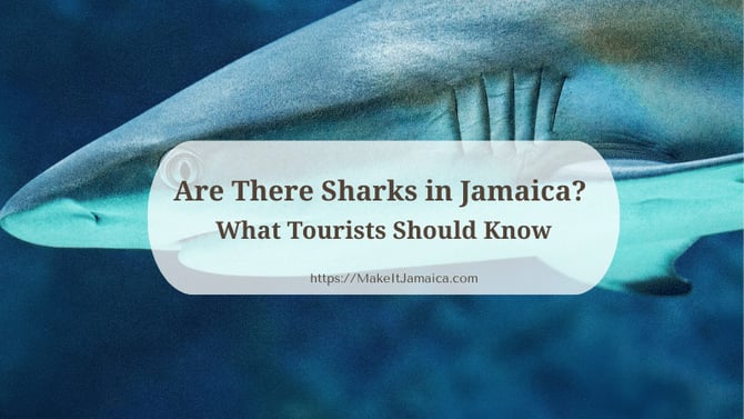 Are There Sharks in Jamaica? What Tourists Should Know